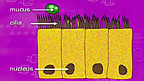 Diagram of Cell