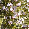 Echium pininana
