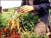 Agricultores rurais deixarão de receber benefícios com base na produção