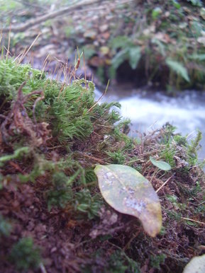 Close up Leaf