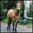 Cavalo selvagem em Pripyat