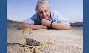 David Attenborough with desert scorpion (Hadrurus arizonensis) in the Mojave desert © Keith Brust