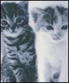 Kittens