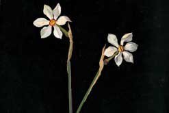 Mary Delany; 'Narcissus Poeticus' 1778, collage of coloured papers, with bodycolour and watercolour. British Museum Department of Prints and Drawings