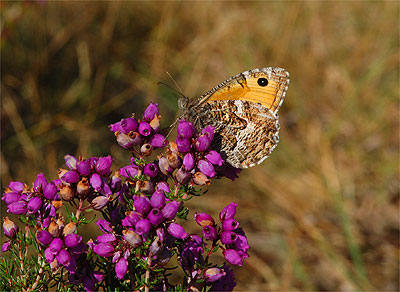 Grayling
