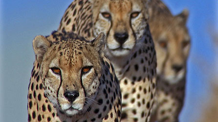 Leopards