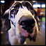 Cachorro