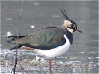 A bird standing in the river