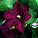 Clematis 'Etoile Violette', Clematis
