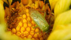 capsid