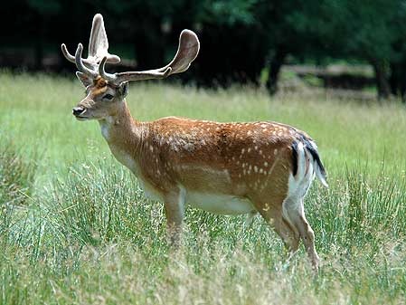 Deer standing