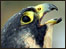 Falcon