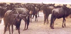 wildebeest