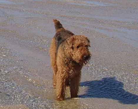 Wallace