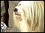 Willy, Best in Show 2007. Pic: Kennel Club