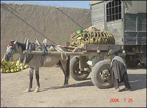 هندوانه