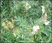 Meadowsweet
