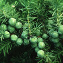 Juniperus, Juniper