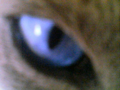 Blue eyes