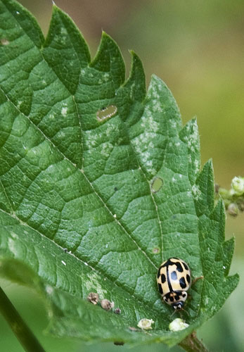 Fourteen-spotted ladybird © phoebedslr