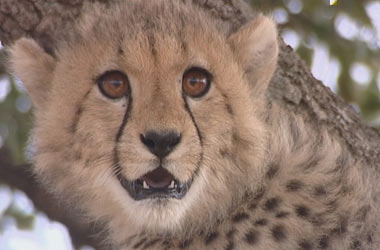 Frightened cub up a tree Frightened cub up a tree