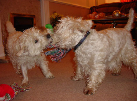 Daisy and Toto