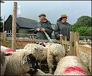 Sheep are still a feature of the fair