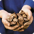 Chipped bark - the next best thing to composted bark