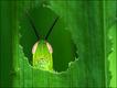 Foto: Digital Camera Photographer of the Year 2010 / Andiyan Lutfi
