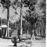 Nambhor Forest, Dimapur, Assam 1943/44 - I became surrogate mother to an orphaned, unweaned, muntjac fawn (Assamese barking deer). Nambhor Forest, Dimapur, Assam 1943/44 - I became surrogate mother to an orphaned, unweaned, muntjac fawn (Assamese barking deer).