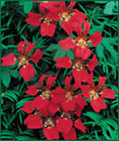 Flame Creeper