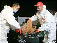 Frangos potencialmente contaminados pela gripe aviária são descartados no oeste da Turquia