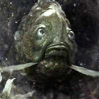 Teufel the Fish God is staring at you