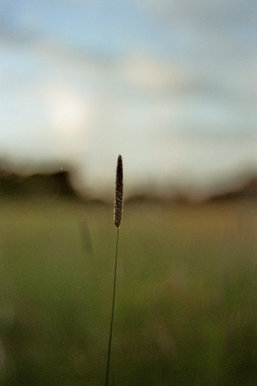 Field