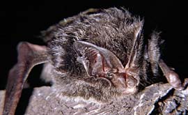 Pic: Barbastelle bat by Kevin Simmonds