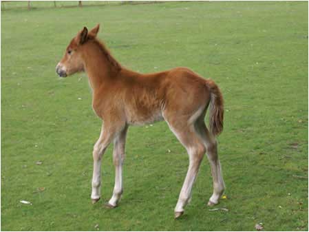 Foal
