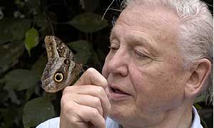 David Attenborough with a morpho butterfly © BBC/Mark Carwardine