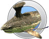 Stethacanthus