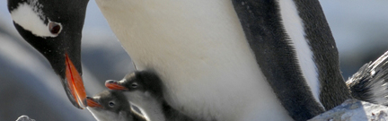 Penguins