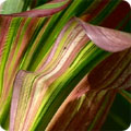 Leaf shape