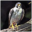 Falcon c/o Stephen Kane