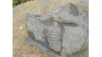 Fossil in black limestone
