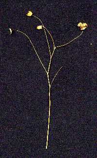 Dried flax plant