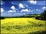 Countryside