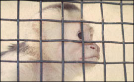 Caged monkey