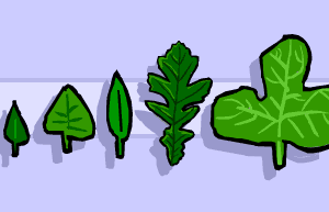 Oak leaf points