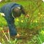 Pruning bush roses