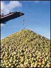 A mountain of cider apples