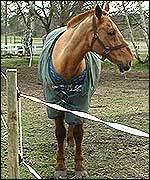 Janet's horses