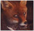 Vicky the fox